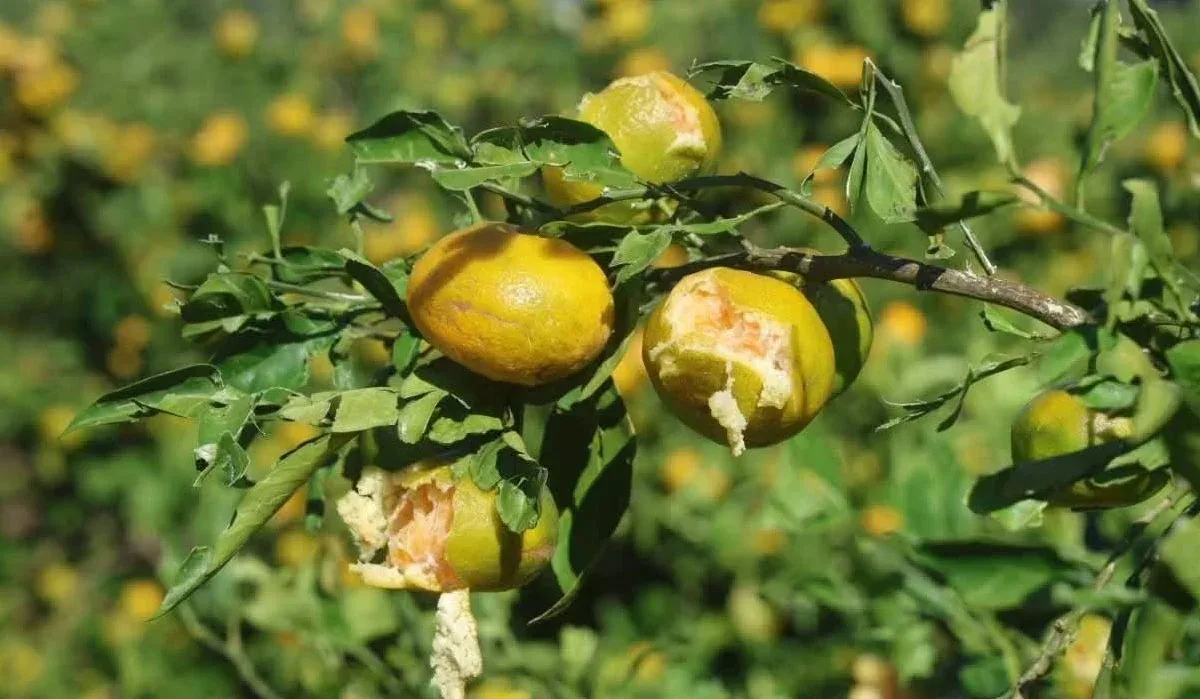 Hasat öncesi dolu ve fırtına mandalina üreticisini vurdu