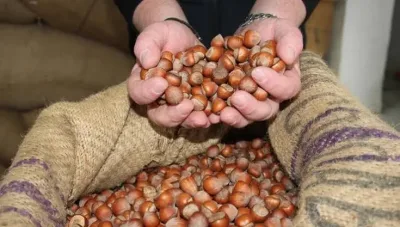 Elvan Işık Gezmiş: "Bu fındık fiyatı üreticinin bitişi olacak"
